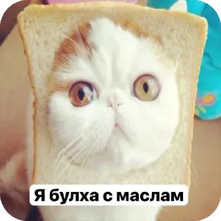 🌟 emoji Милые 🥰 котята 🐱 Telegram sticker 19 of 22