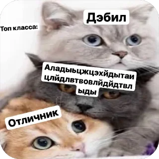 🌟 emoji Милые 🥰 котята 🐱 Telegram sticker 17 of 22