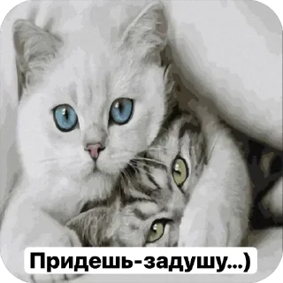 🌟 emoji Милые 🥰 котята 🐱 Telegram sticker 7 of 22