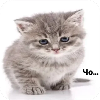 🌟 emoji Милые 🥰 котята 🐱 Telegram sticker 2 of 22