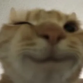 Sticker from cats