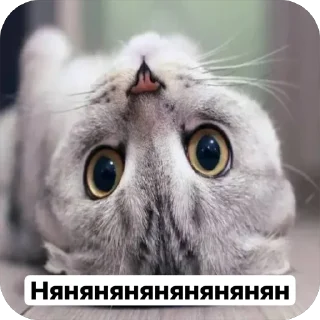 🌟 emoji Милые 🥰 котята 🐱 Telegram sticker 8 of 22