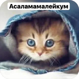 🌟 emoji Милые 🥰 котята 🐱 Telegram sticker 3 of 22