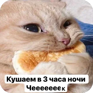 🌟 emoji Милые 🥰 котята 🐱 Telegram sticker 16 of 22
