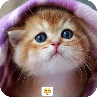🌟 emoji Милые 🥰 котята 🐱 Telegram sticker 4 of 22