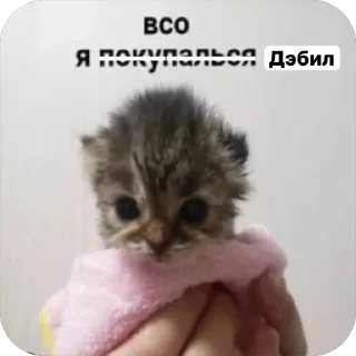 🌟 emoji Милые 🥰 котята 🐱 Telegram sticker 15 of 22