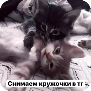 🌟 emoji Милые 🥰 котята 🐱 Telegram sticker 14 of 22