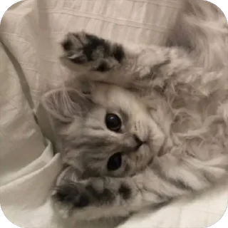🌟 emoji Милые 🥰 котята 🐱 Telegram sticker 1 of 22