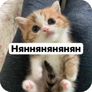 🌟 emoji Милые 🥰 котята 🐱 Telegram sticker 5 of 22