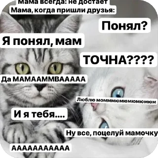 🌟 emoji Милые 🥰 котята 🐱 Telegram sticker 18 of 22