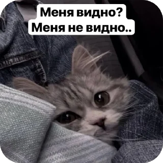 🌟 emoji Милые 🥰 котята 🐱 Telegram sticker 13 of 22