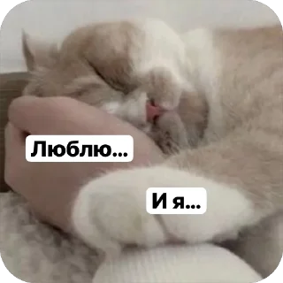🌟 emoji Милые 🥰 котята 🐱 Telegram sticker 20 of 22