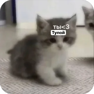 🌟 emoji Милые 🥰 котята 🐱 Telegram sticker 21 of 22