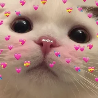 Sticker from @sempai21 Милые котики