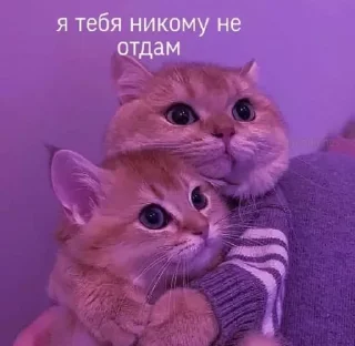 Sticker from @sempai21 Милые котики