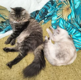 Sticker from ~my cats~