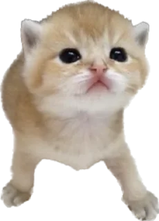 🙂 emoji @wbmeesale @mercurystickers 🤍 Telegram sticker 16 of 42