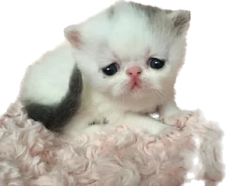 😖 emoji @wbmeesale @mercurystickers 🤍 Telegram sticker 19 of 42