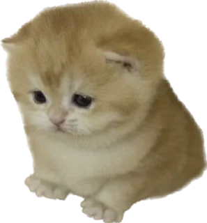 🥺 emoji @wbmeesale @mercurystickers 🤍 Telegram sticker 12 of 42