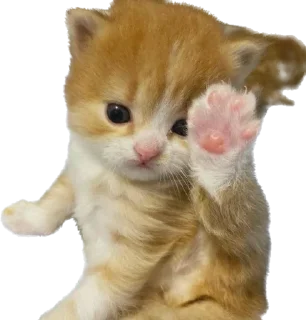 👋 emoji @wbmeesale @mercurystickers 🤍 Telegram sticker 5 of 42