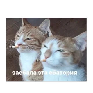 🫥 emoji невдуплёныши Telegram sticker 22 of 119