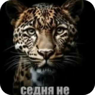 👎 emoji Братуха @voialiylega Telegram sticker 20 of 108