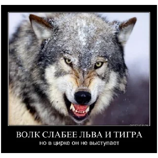 Sticker from Блядский цирк