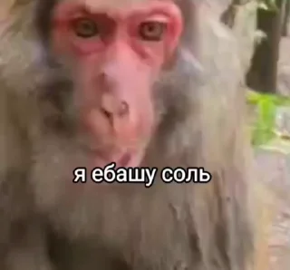 Sticker from Бибизяны • @TgStickery