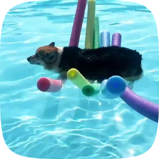 Sticker from Собачки: @Pea4_stickerbot
