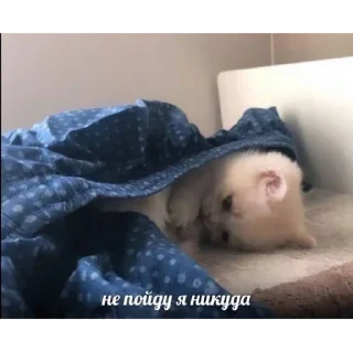 😴 emoji я нЕ ЗНАЮ Telegram sticker 11 of 100