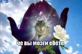 🐺 emoji Тик ток картинки✌️✌️✌️ Telegram sticker 24 of 58