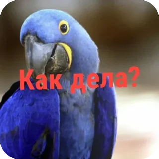 Sticker from Ара.  👉@Tyomka_Stickers