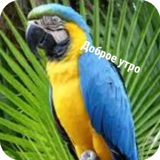 Sticker from Ара.  👉@Tyomka_Stickers