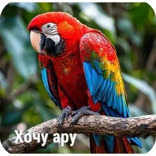 Sticker from Ара.  👉@Tyomka_Stickers