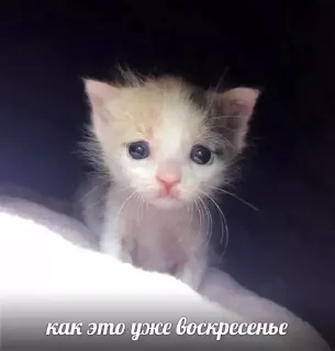 Sticker from на все случаи жизни))