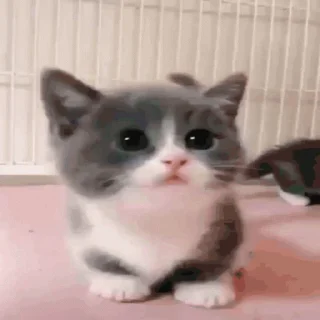 😇 emoji Сигма Telegram sticker 9 of 17