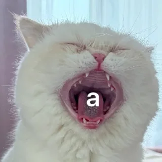 Sticker from ваниль рыжиковна 🐈 @vanilniyblog