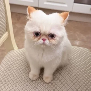 Sticker from ваниль рыжиковна 🐈 @vanilniyblog