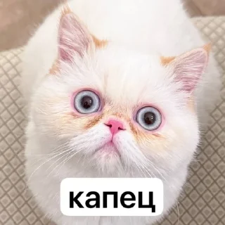 Sticker from ваниль рыжиковна 🐈 @vanilniyblog