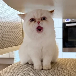 Sticker from ваниль рыжиковна 🐈 @vanilniyblog