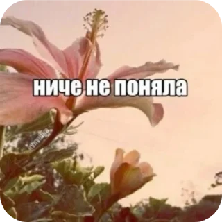 Sticker from Life /@lx_zyr
