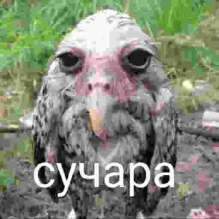 🩸 emoji пошли все нахуй Telegram sticker 16 of 58