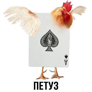 🐔 emoji Шлакоблокунь и Друзья • @stickB00K Telegram sticker 15 of 37