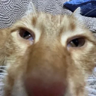 😼 emoji кот медведя Telegram sticker 1 of 1