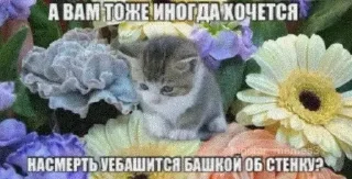👍 emoji kotiki🥰🥰 Telegram sticker 22 of 25