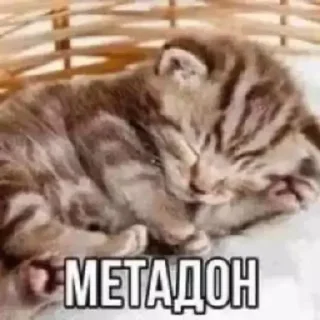 🥰 emoji kotiki🥰🥰 Telegram sticker 9 of 25