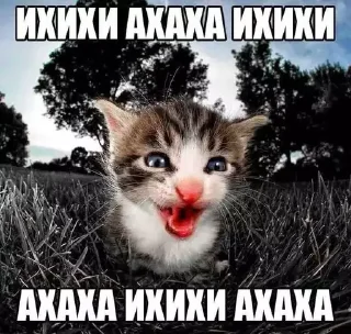 😂 emoji kotiki🥰🥰 Telegram sticker 4 of 25
