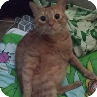 🐱 emoji Фанат Кисы Артура Telegram sticker 10 of 10