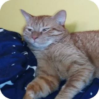 🐱 emoji Фанат Кисы Артура Telegram sticker 7 of 10