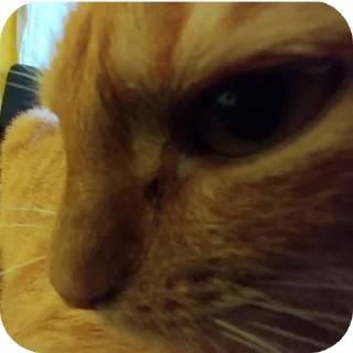 🐱 emoji Фанат Кисы Артура Telegram sticker 5 of 10